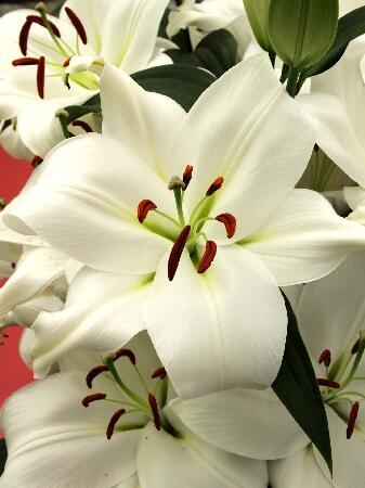 Купить оптом в Ботанике Лилия Замбези 7 шт