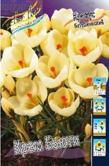 Купить оптом в Ботанике Крокус Крем Бьюти 10 шт
