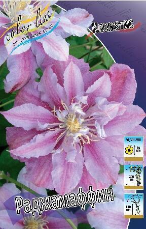 Купить оптом в Ботанике Клематис Раджамаффин (махровый) 2 шт