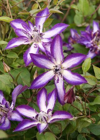 Купить оптом в Ботанике Клематис Астра Нова 1 шт
