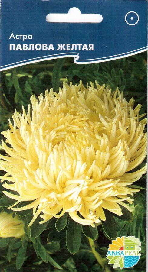 Купить оптом в Ботанике семена Астра Павлова желтая Акв бренд Акварель