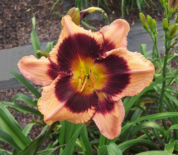 Купить оптом в Ботанике Лилейник Бам 1 шт