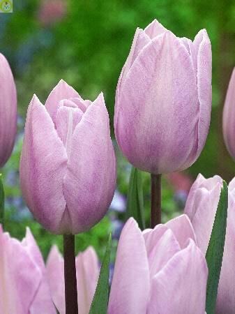 Купить оптом в Ботанике Тюльпан Сильвер Клауд 10 шт