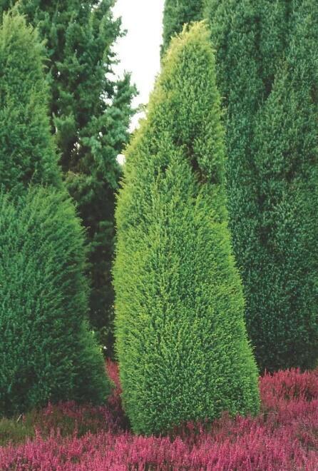 Купить оптом в Ботанике Можжевельник обыкновенный Суецика P9