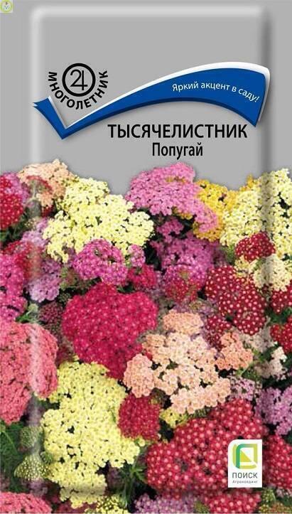 Купить оптом в Ботанике семена Тысячелистник Попугай Поиск бренд Поиск