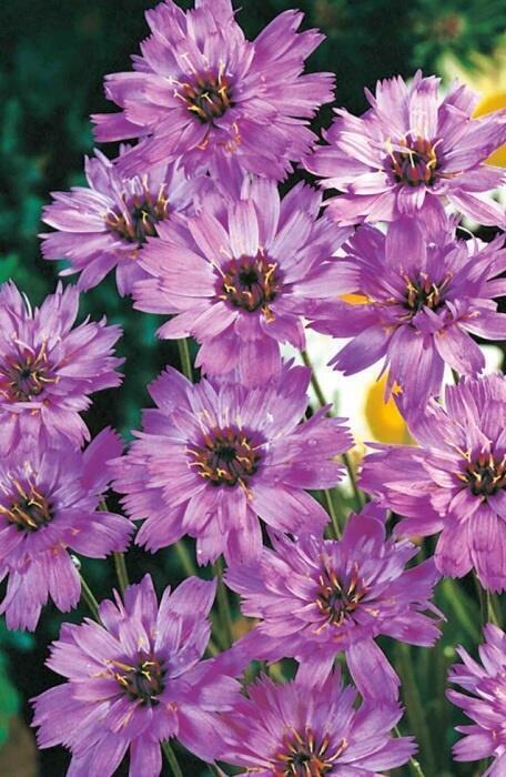 Купить оптом в Ботанике семена Катананхе Голубой купидон Акв бренд Акварель