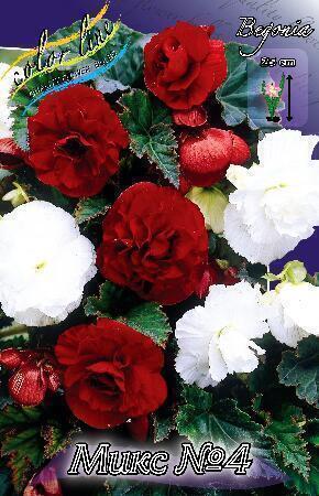 Купить оптом в Ботанике Бегония Микс №4 2 шт