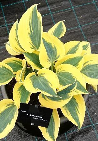 Купить оптом в Ботанике Хоста Отумн Фрост 1 шт