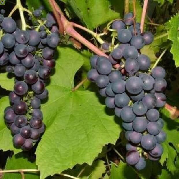 Купить оптом в Ботанике Виноград Ранний ТСХА