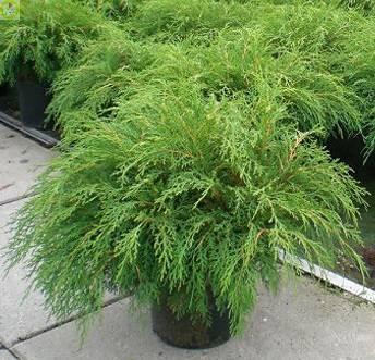 Купить оптом в Ботанике Микробиота Microbiota decussata C2