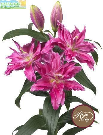 Купить оптом в Ботанике Лилия Джулия 12/14 25шт
