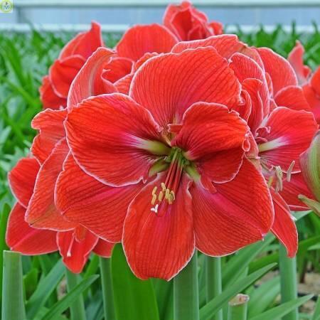 Купить оптом в Ботанике Амариллис Мэджикал Тач 1 шт