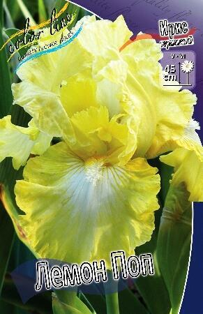 Купить оптом в Ботанике Ирис Лемон Поп 1шт
