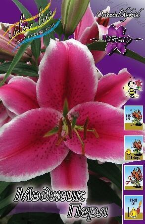 Купить оптом в Ботанике Лилия Мускадет 5 шт