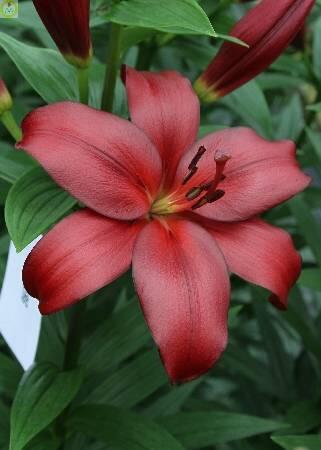 Купить оптом в Ботанике Лилия Камсберг 10 шт LA