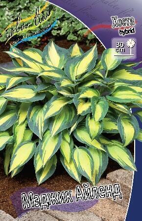 Купить оптом в Ботанике Хоста Мэджик Айленд 1 шт