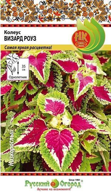 Купить оптом в Ботанике семена Колеус Визард Роуз НК бренд НК