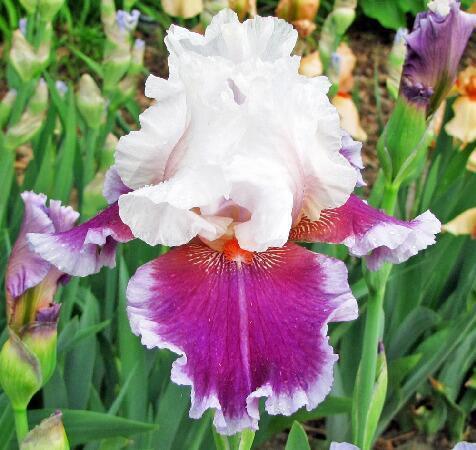 Купить оптом в Ботанике Ирис Ринго 1шт