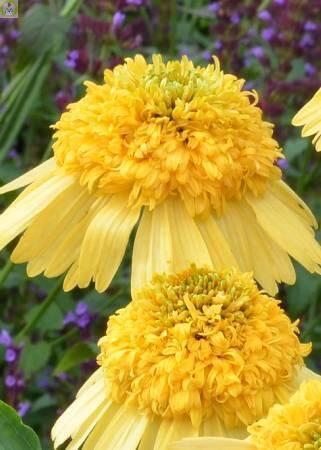 Купить оптом в Ботанике Эхинацея Метеор Йеллоу 25шт