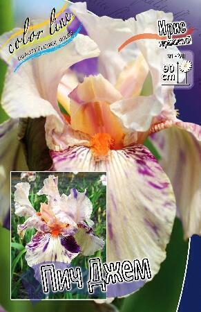 Купить оптом в Ботанике Ирис Пич Джем 1шт