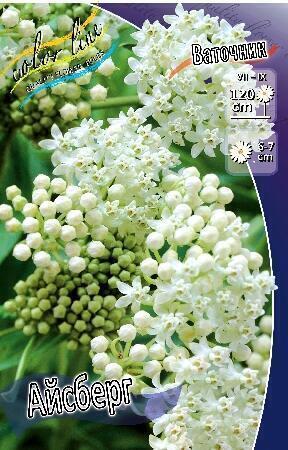 Купить оптом в Ботанике Ваточник Айсберг 1 шт