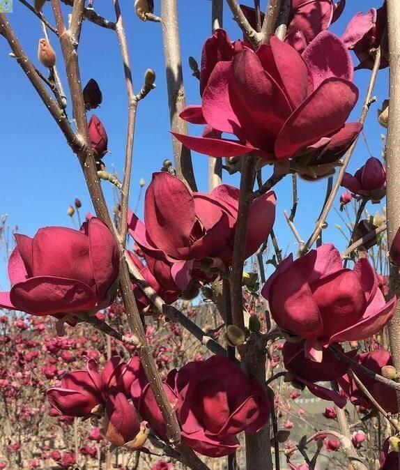 Купить оптом в Ботанике Магнолия Джени