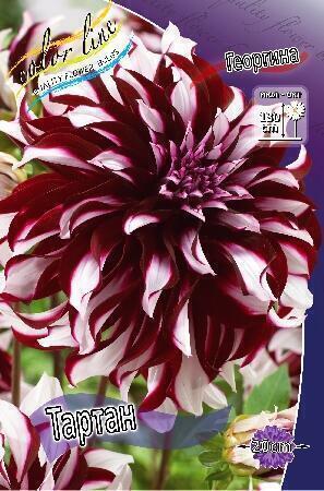 Купить оптом в Ботанике Георгина Тартан 15 шт