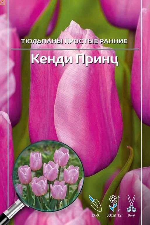Купить оптом в Ботанике Тюльпан Кенди Принц 11/12
