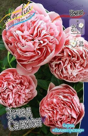 Купить оптом в Ботанике Пион Этчед Салмон 1 шт