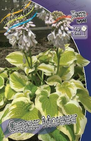 Купить оптом в Ботанике Хоста Спринг Монинг 1 шт
