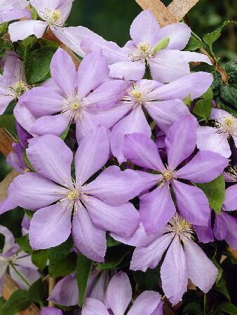 Купить оптом в Ботанике Клематис Миссис Шолмондели 2 шт