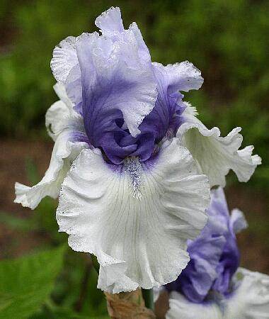 Купить оптом в Ботанике Ирис Винтри Скай 1шт