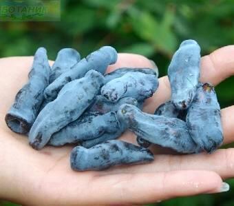 Купить оптом в Ботанике Жимолость камчатская Дочь великана Р9