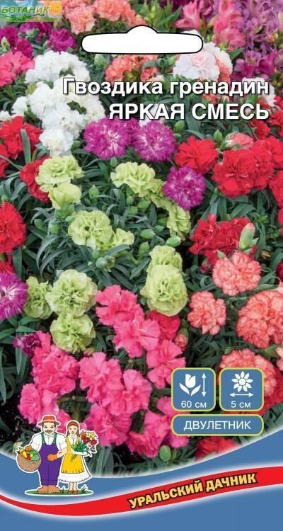 Купить оптом в Ботанике семена Гвоздика гренадин Яркая смесь УД бренд Уральский дачник