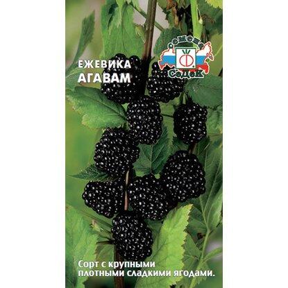 Купить оптом в Ботанике семена Ежевика Агавам Сед бренд СеДеК