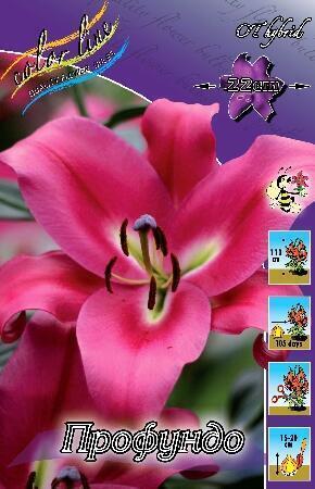 Купить оптом в Ботанике Лилия Профундо 5 шт