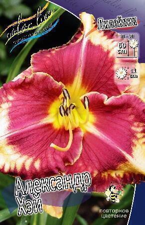 Купить оптом в Ботанике Лилейник Александр Хэй 1 шт