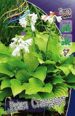 Купить оптом в Ботанике Хоста Роял Стандарт 2 шт