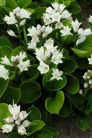 Купить оптом в Ботанике Хоста Монстр Иэрс 25 шт