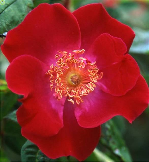 Купить оптом в Ботанике Роза Кармин 1 шт почвопокровная