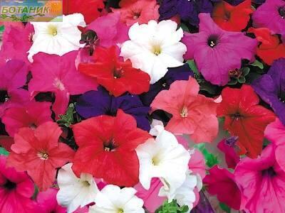 Купить оптом в Ботанике семена Петуния Суперкаскадная Примадонна смесь ПС бренд Премиум Сидс
