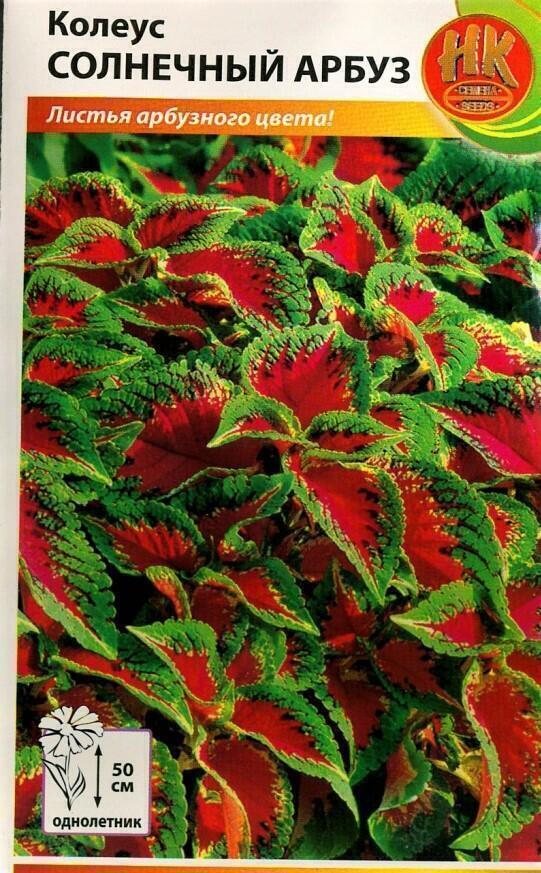 Купить оптом в Ботанике семена Колеус Солнечный Арбуз НК бренд НК