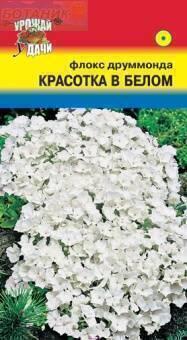 Купить оптом в Ботанике семена Флокс Красотка в белом УУ бренд Урожай Удачи
