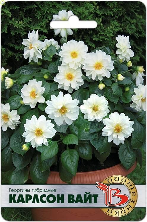 Купить оптом в Ботанике семена Георгины Карлсон Вайт Био бренд Биотехника