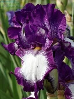 Купить оптом в Ботанике Ирис Кози Калико 2 шт