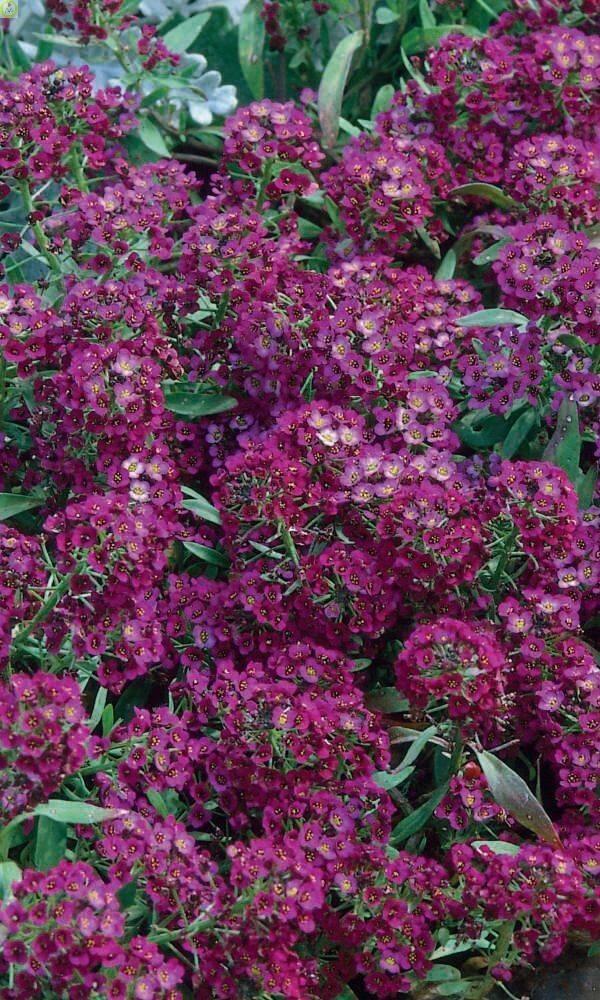 Купить оптом в Ботанике семена Алиссум Фиолетовая королева УД бренд Уральский дачник