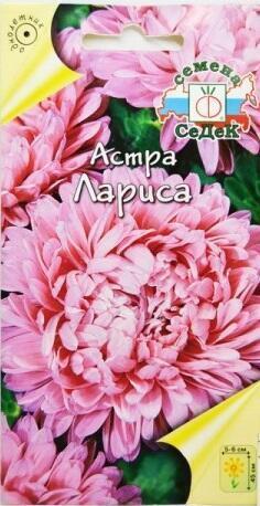 Купить оптом в Ботанике семена Астра Лариса Сед бренд СеДеК