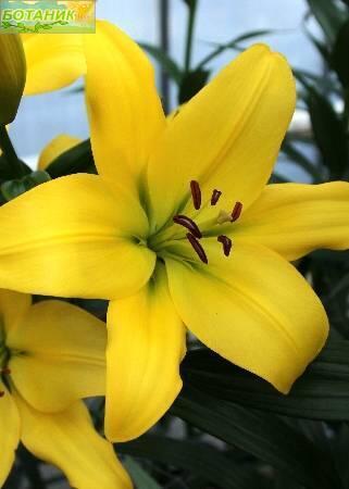 Купить оптом в Ботанике Лилия Флинтстоун 7 шт 