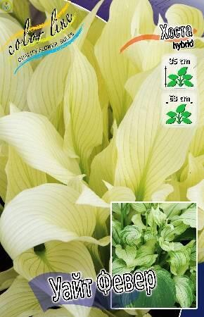 Купить оптом в Ботанике Хоста Уайт Февер 25шт