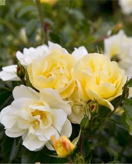 Купить оптом в Ботанике Роза Санни 1 шт почвопокровная